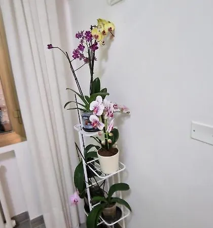 Bed & Breakfast Orchidea Bologna